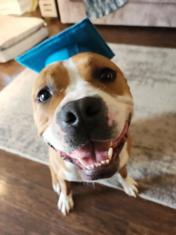 Puppy and Dog Training Graduates