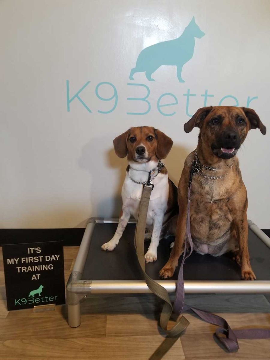 Dog training in Catonsville County