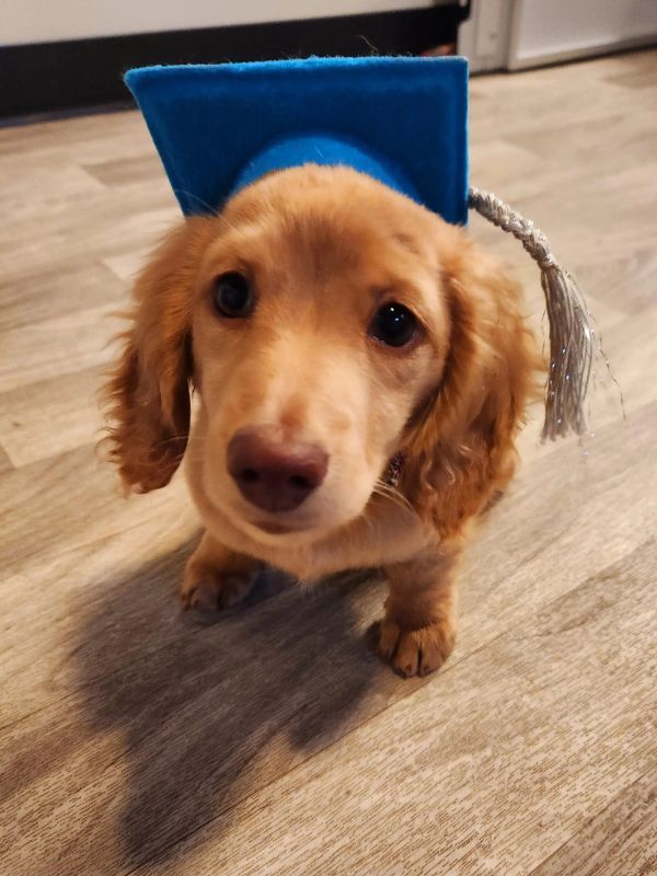 Puppy and Dog Training Graduates