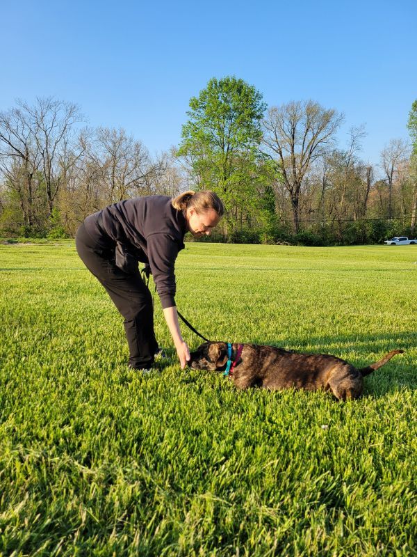 Private Dog Training in Baltimore MD