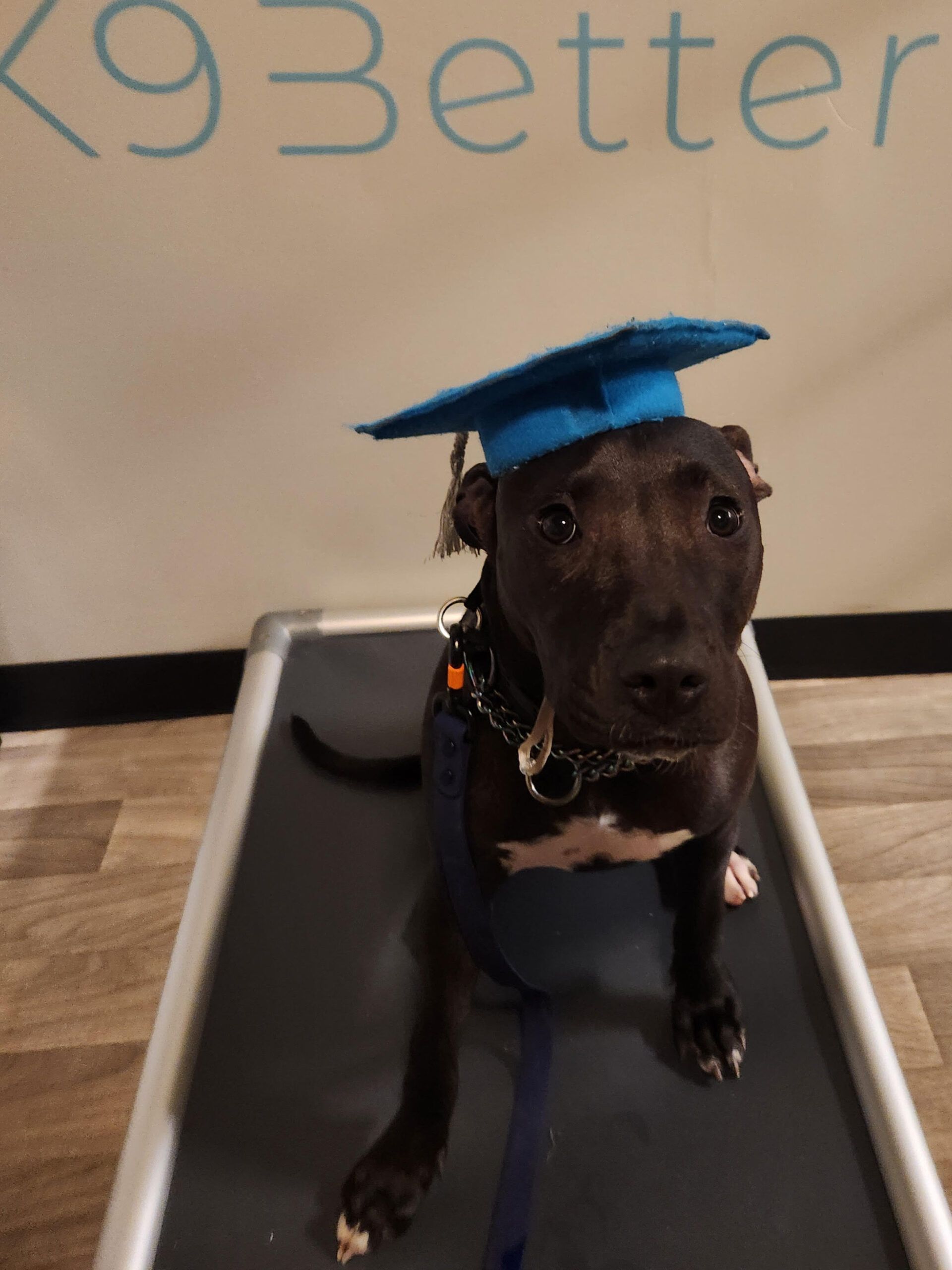 Puppy and Dog Training Graduates 46