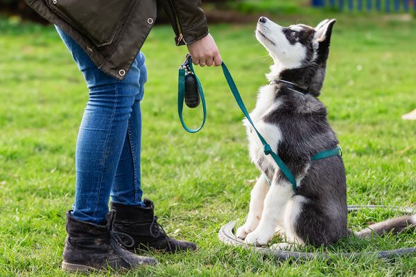 Private Dog Training in Essex MD