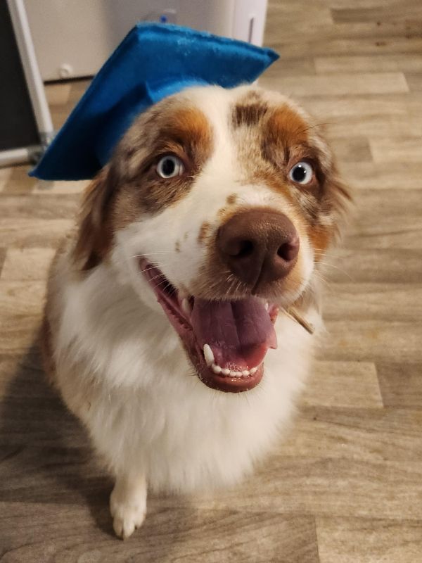 Puppy And Dog Training Graduates