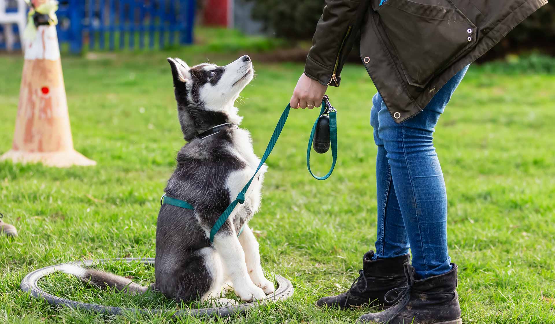 The #1 Local Dog Training in Baltimore | Get a FREE Consultation!