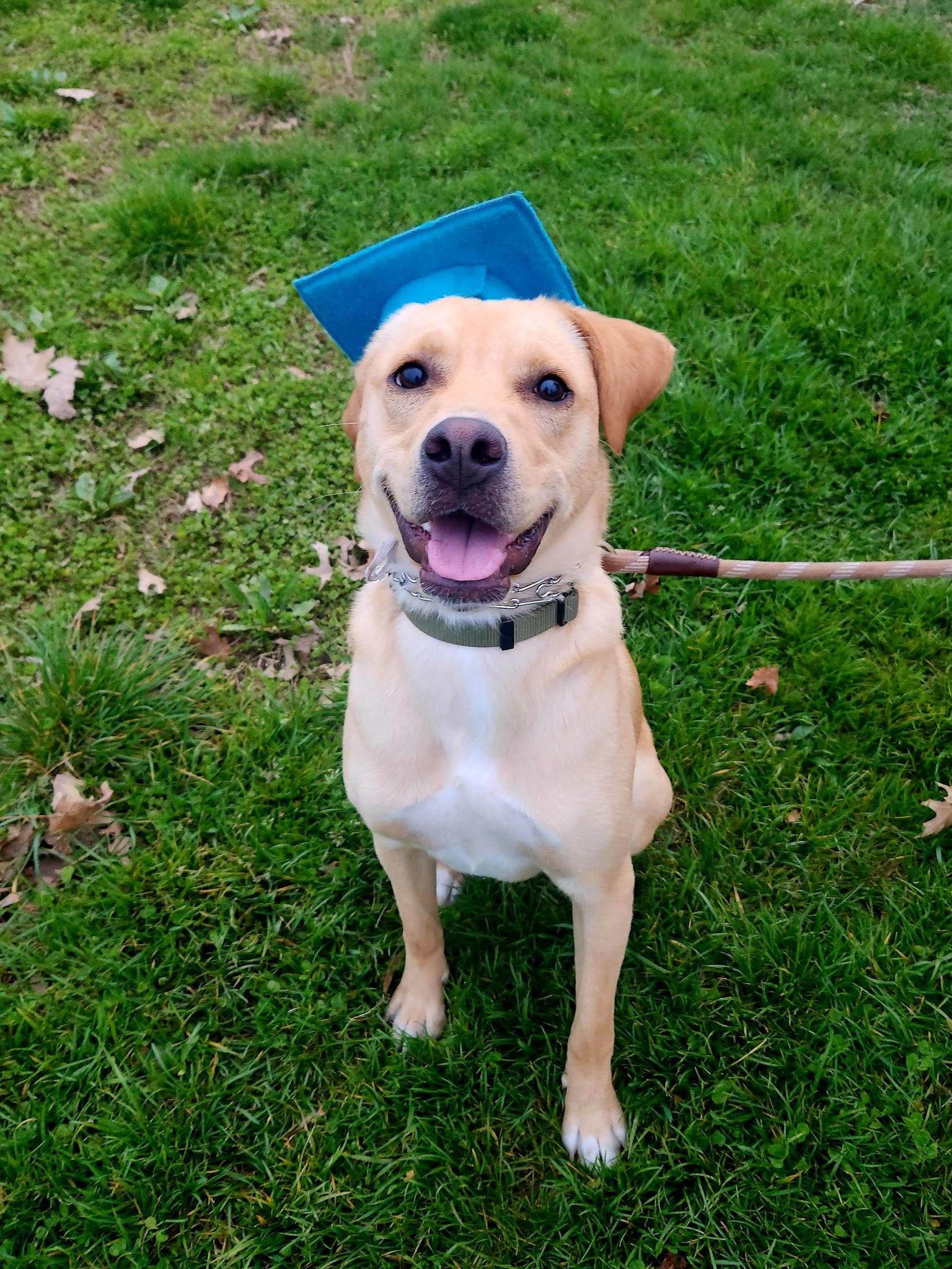 Puppy and Dog Training Graduates
