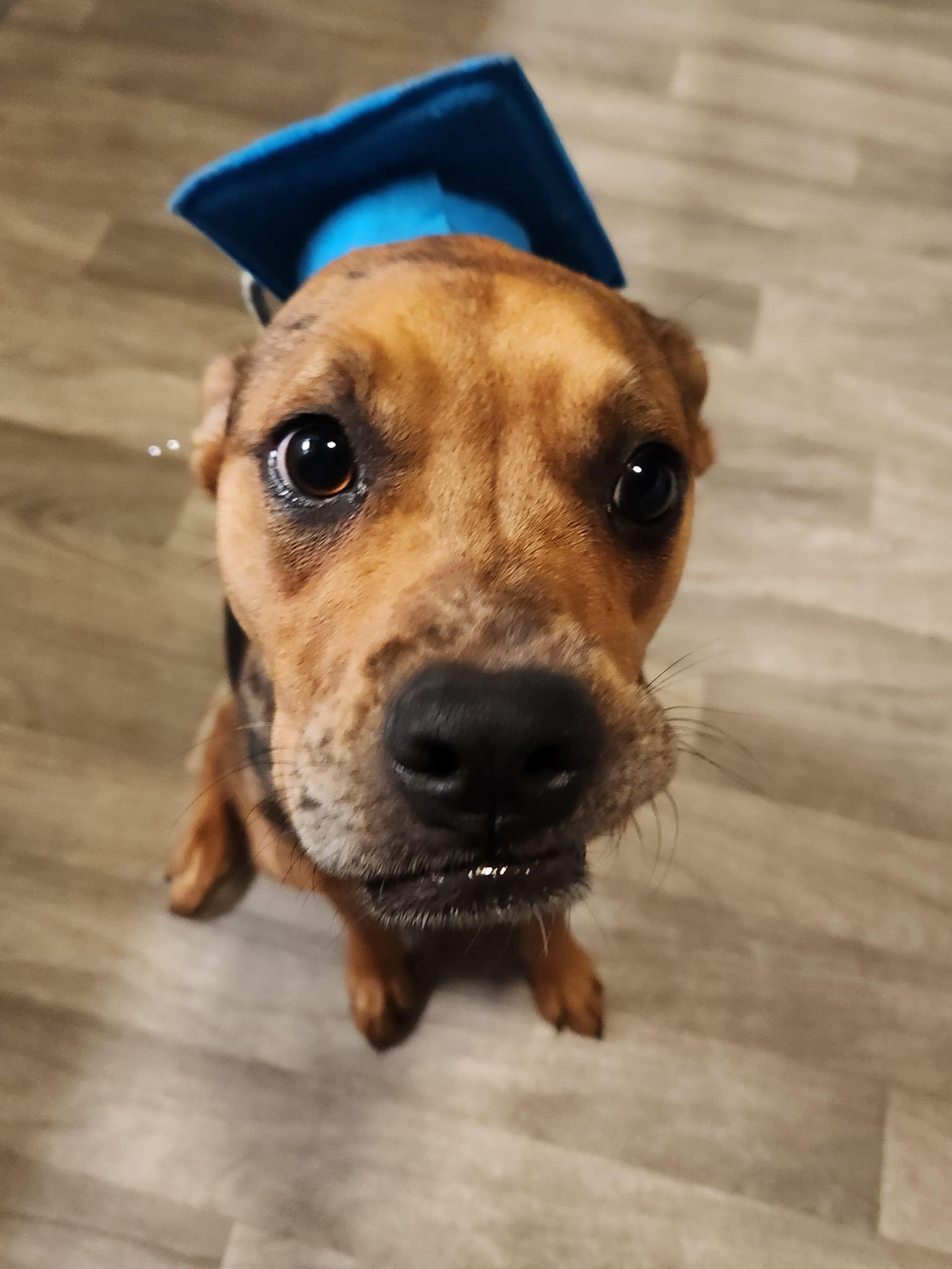 Dog Training Baltimore