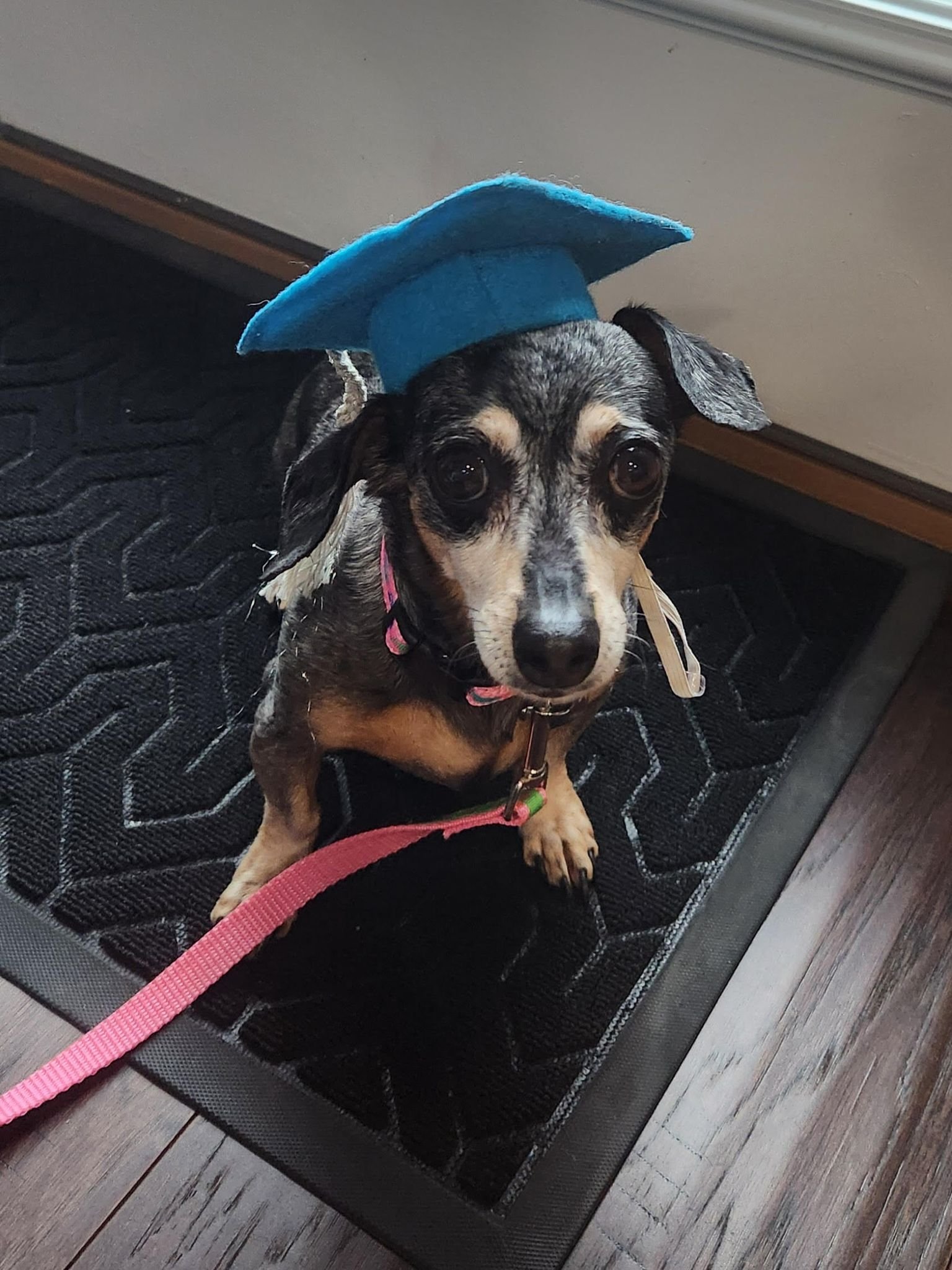 Puppy and Dog Training Graduates