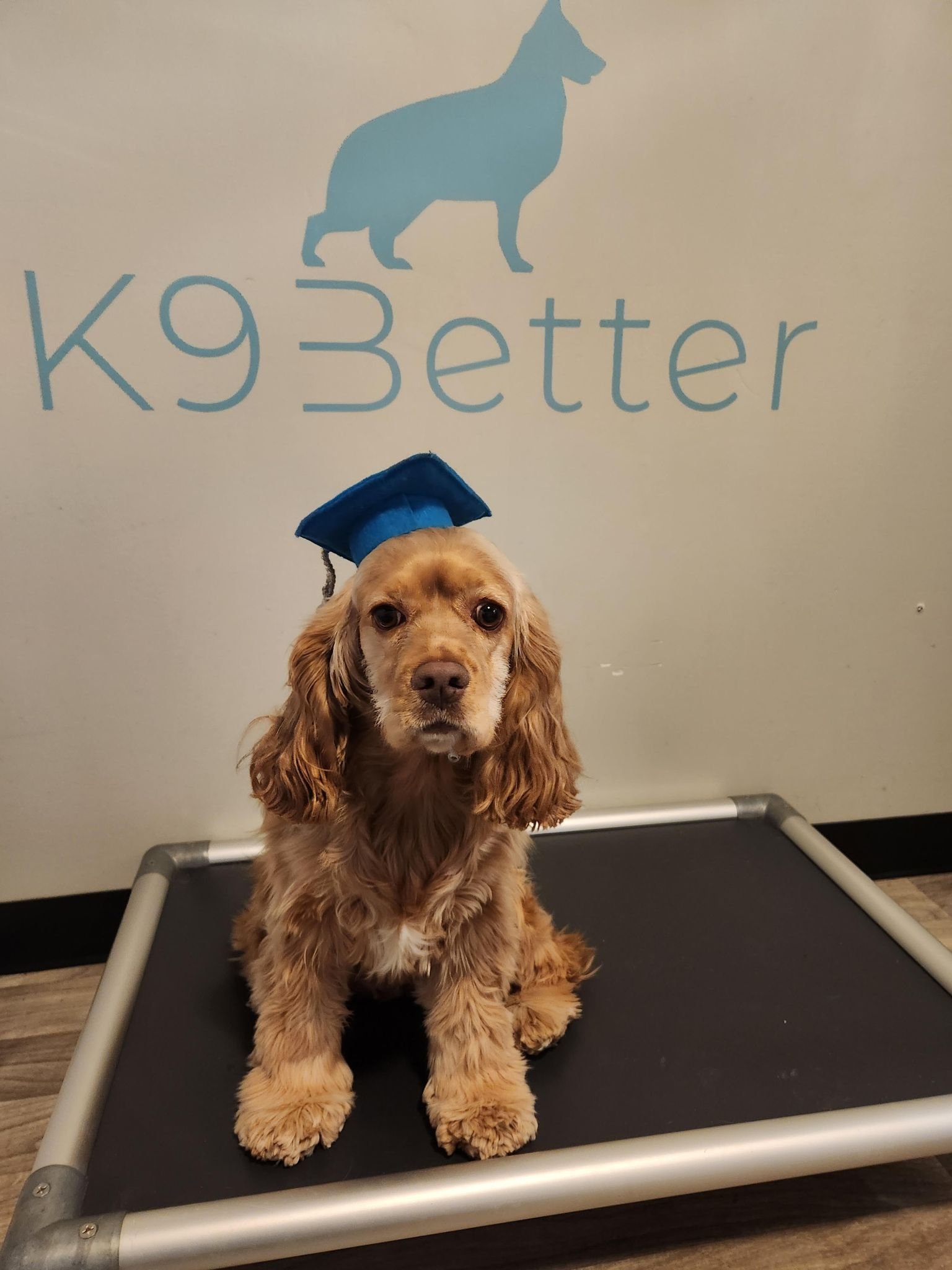 Puppy and Dog Training Graduates