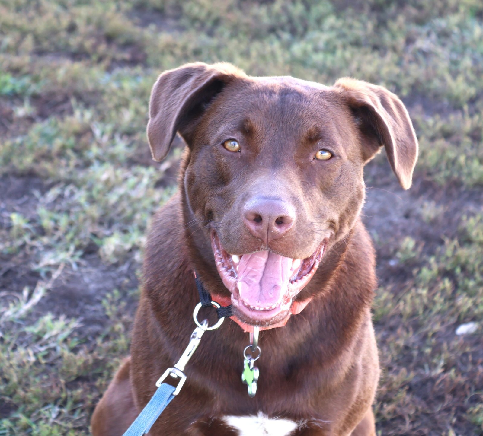 The Best Puppy Training Services