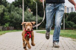 Private Puppy Training Service
