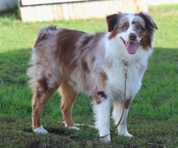 Professional Dog Training Assessment