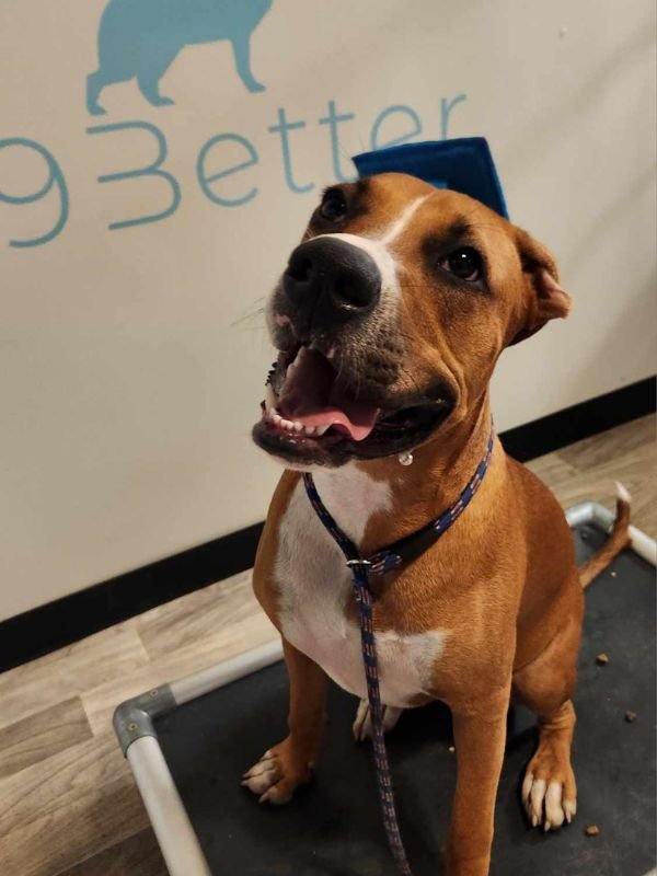 Puppy and Training Graduates
