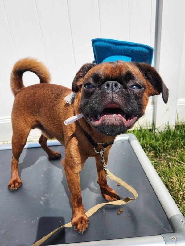 Puppy and Dog Training Graduates
