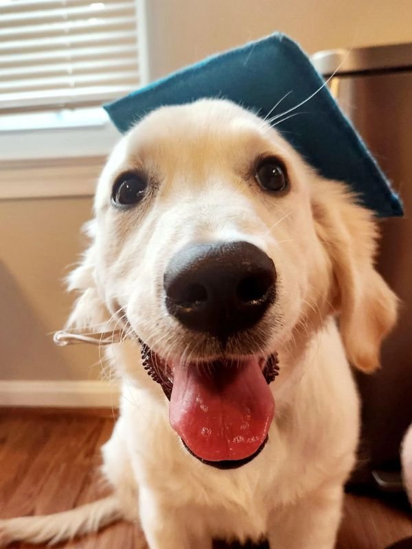 Puppy and Dog Training Graduates