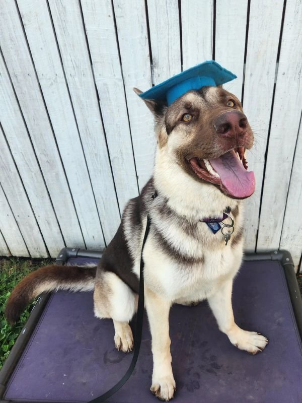 Puppy and Dog Training Graduates
