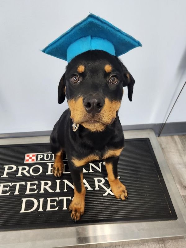 Puppy and Dog Training Graduates