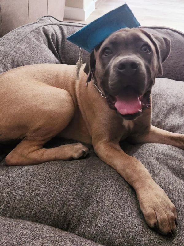 Puppy and Dog Training Graduates