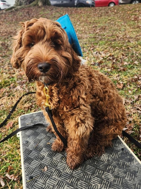 Puppy and Dog Training Graduates 4 2