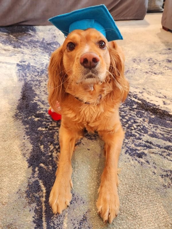 Puppy and Dog Training Graduates