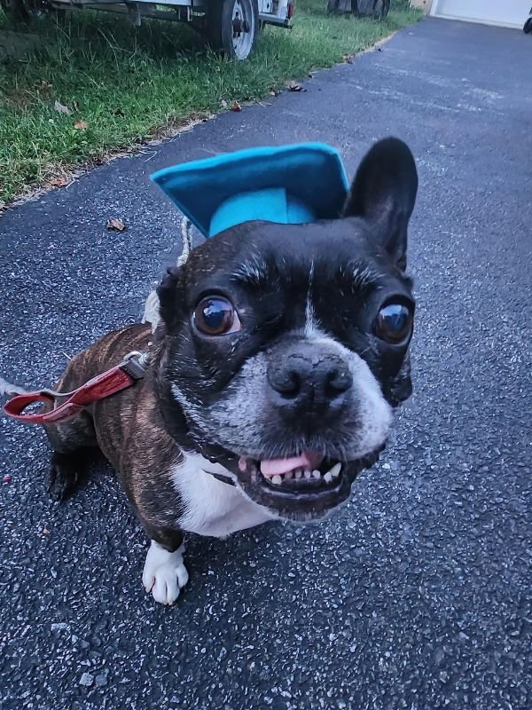 Puppy and Dog Training Graduates 46