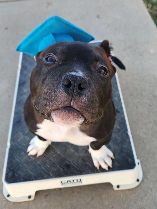 Puppy and Dog Training Graduates