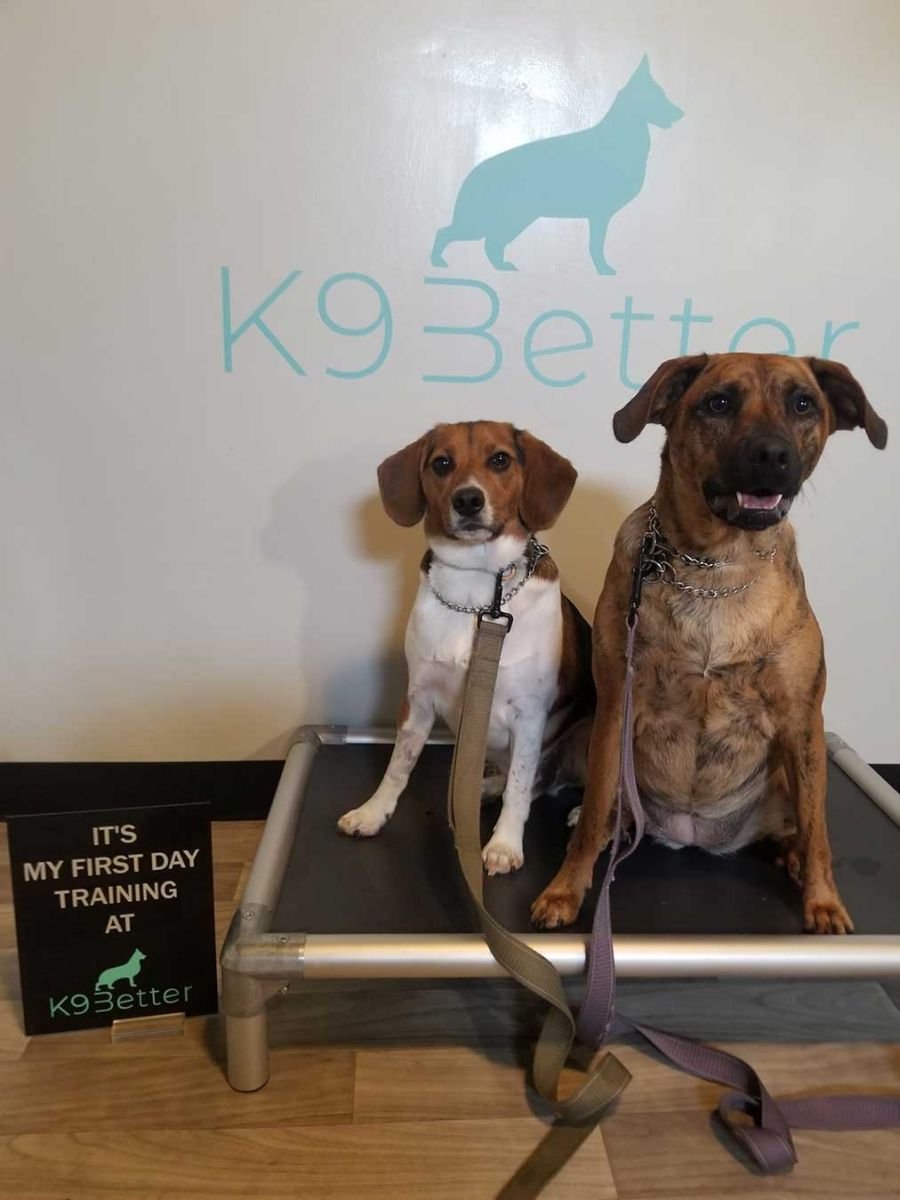 Dog training in Pasadena County