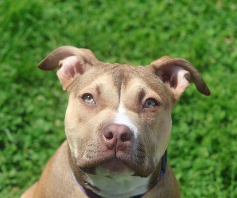 Contact Us For Dog Training